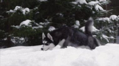 köpek, kar, orman, ağaçlar, kış