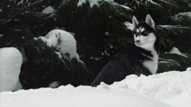 köpek, kar, orman, kış, karlar