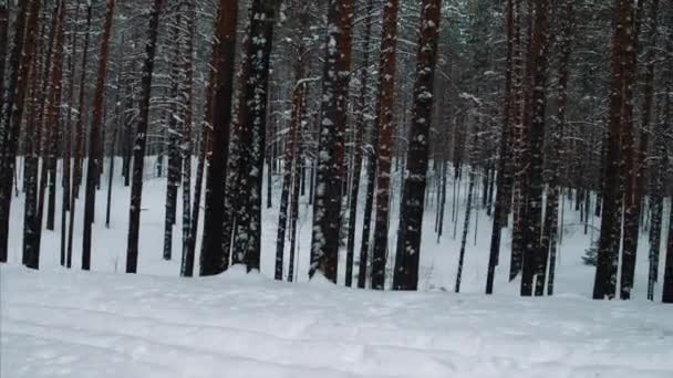 Neve, alberi, foresta, cumuli di neve, inverno — Video Stock