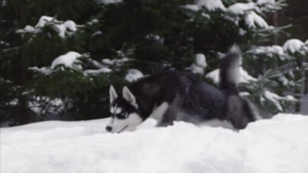 Cão, neve, floresta, árvores, inverno — Vídeo de Stock