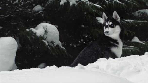 Pies, śnieg, las, zima, zaspy śnieżne — Wideo stockowe