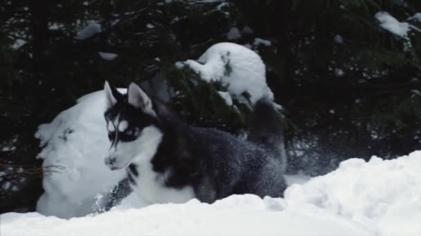Лес, собака, сугробы, зима, снег — стоковое видео