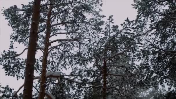 Floresta de inverno, árvores, neve, inverno — Vídeo de Stock