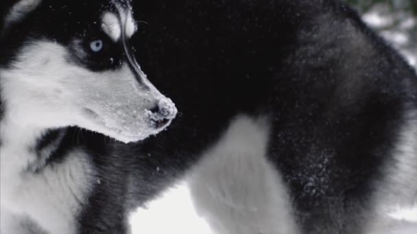 Σκύλος, χιόνι, χειμώνας, husky, δάσος — Αρχείο Βίντεο