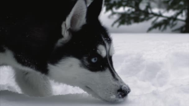 Sníh, pes, husky, stromy, les, závěj — Stock video