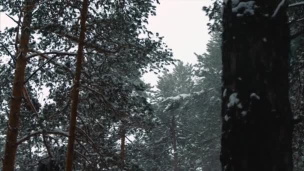 Neve, foresta, natura, inverno, alberi — Video Stock