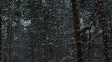 kar, orman, doğa, kış, ağaçlar