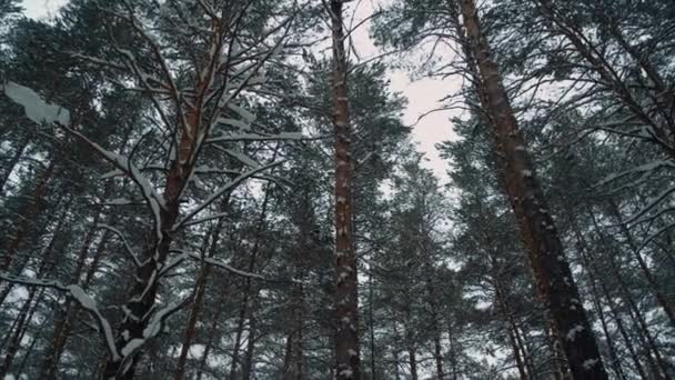 Снег, лес, природа, зима, деревья — стоковое видео