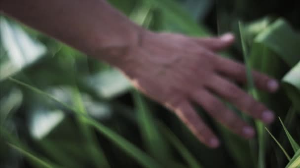 Een man loopt en leidt een hand door bladeren en struiken — Stockvideo