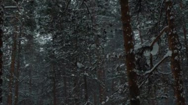 Çerçeve kış ormanında, karlı ormanda ve kışta.