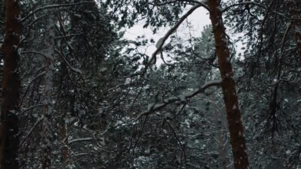 Cornice di foresta innevata in inverno — Video Stock