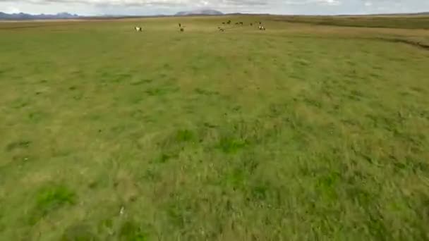 Aero keret iceland, mező, lovak és a természet — Stock videók