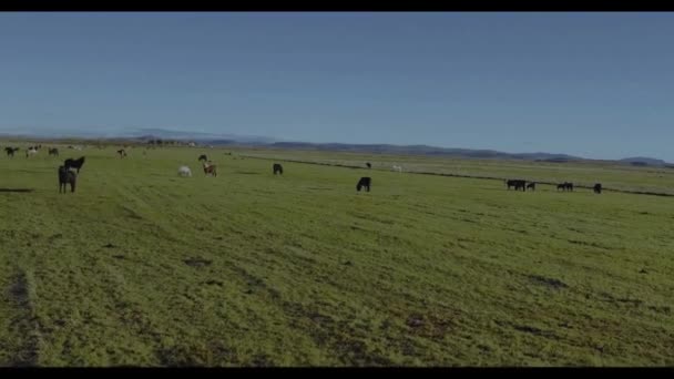 Cornice aerea dall'Islanda, un campo su cui corrono cavalli e natura — Video Stock