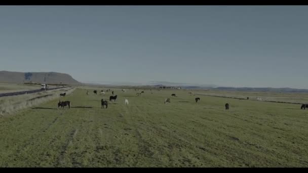 Flugzeuggestell aus Island, Pferde auf dem Feld und die Natur — Stockvideo