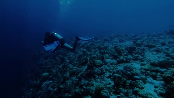 몰디브, 바다의 물 고기 및 산호초가 있는 수중 구조물 — 비디오