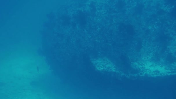 Undervattensram med maldiverna, fisk och rev i havet — Stockvideo
