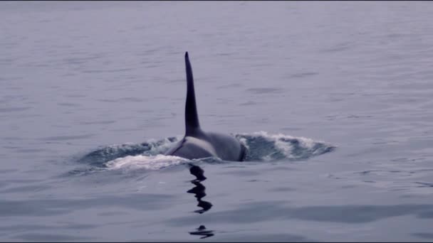 Marco de Kamchatka, la aleta de una ballena asesina nada en el agua — Vídeos de Stock