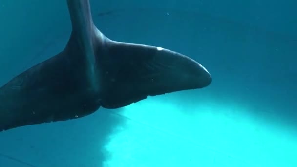 Underwater frame with dolphins in water — Stock Video