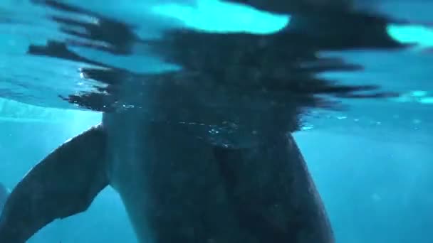 Cornice subacquea con delfini in acqua — Video Stock