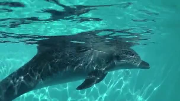 Unterwasserrahmen mit Delfinen im Wasser — Stockvideo