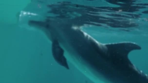 Підводний каркас з дельфінами у воді — стокове відео