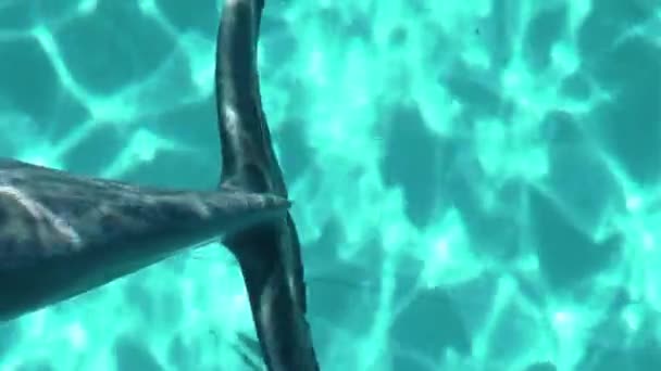 Underwater frame with dolphins in water — Stock Video