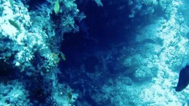 Maldivler, dalış dalgıçları, balıklar, resifler ve doğa sualtı görüntüleri