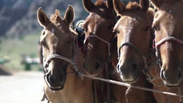 Команда рыжих лошадей смотрит в камеру — стоковое видео