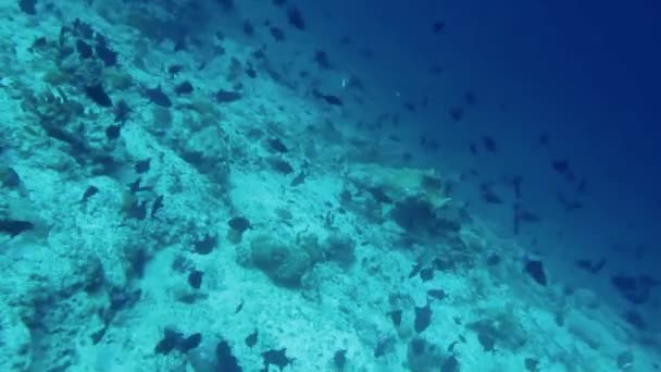 Underwater footage from maldives, scuba divers, fish, reefs and nature — Stock Video
