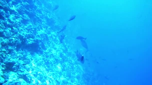 Images sous-marines de Maldives, plongeurs, poissons, récifs et nature — Video