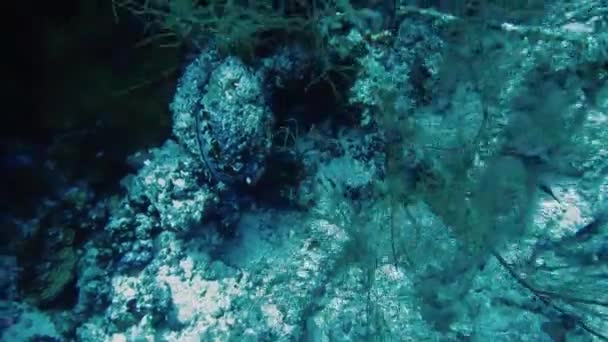 몰디브, 스쿠버 다이버, 어류, 산호초, 자연의 수중 장면 — 비디오