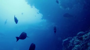 Maldivler, balıklar, resifler ve tüm sualtı dünyası ile sualtı çekimi.