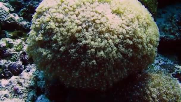 Plan sous-marin avec les Maldives, les poissons, les récifs et tout le monde sous-marin — Video