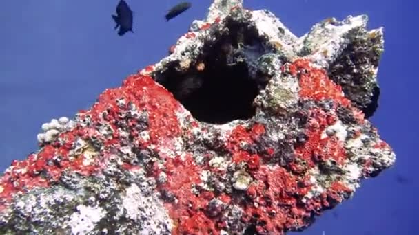 与马尔代夫、鱼类、珊瑚礁和整个水下世界一起在水下拍摄 — 图库视频影像