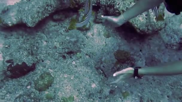 Tiro submarino con las Maldivas, peces, arrecifes y todo el mundo submarino — Vídeo de stock