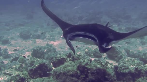 Underwater shot from the Maldives, a stingray swims in the water by the reef — Stock Video