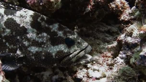 Maldivler, balıklar, resifler ve tüm sualtı dünyası ile sualtı çekimi. — Stok video