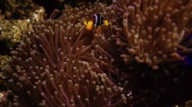 Maldivler, dalış dalgıçları, balıklar, resifler ve doğa sualtı görüntüleri