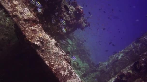 Underwater footage from maldives, scuba divers, fish, reefs and nature — Stock Video