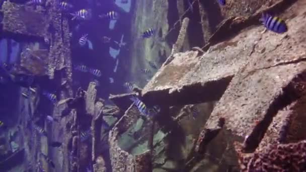 Подводные съемки с Мальдив, аквалангистов, рыб, рифов и природы — стоковое видео