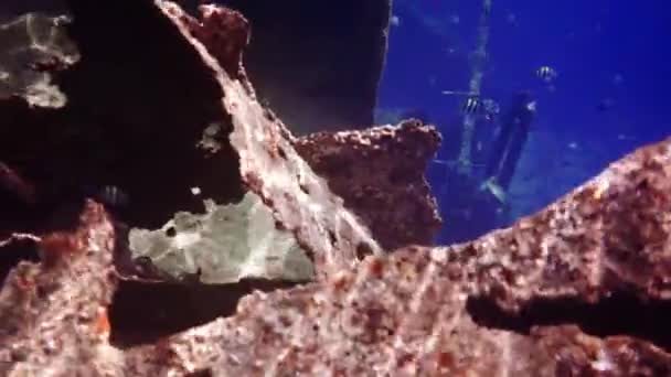 Onderwaterbeelden van malediven, duikers, vissen, riffen en natuur — Stockvideo