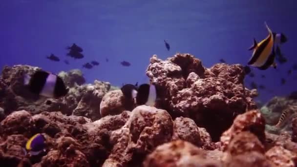 Riprese subacquee di maldive, sommozzatori, pesci, scogliere e natura — Video Stock