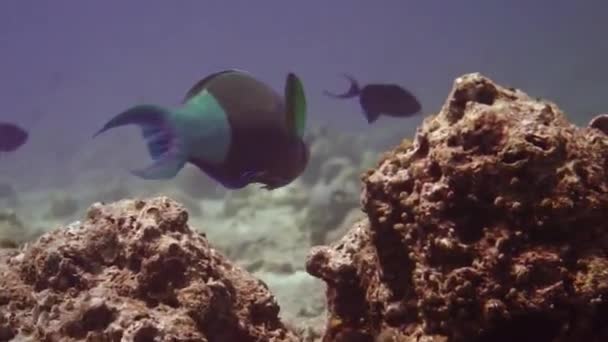 Imágenes submarinas de maldivas, buceadores, peces, arrecifes y naturaleza — Vídeos de Stock