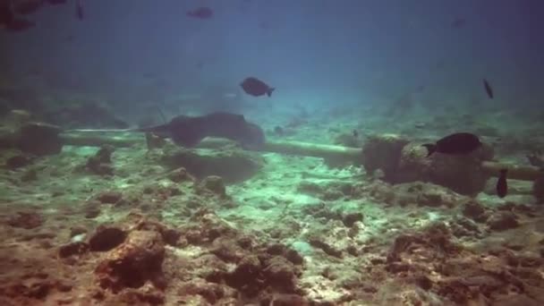 Onderwaterbeelden van malediven, duikers, vissen, riffen en natuur — Stockvideo