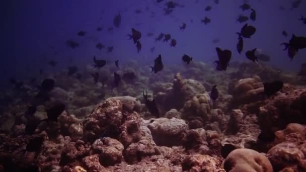 Υποβρύχια πλάνα από μαλδίβες, δύτες, ψάρια, υφάλους και τη φύση — Αρχείο Βίντεο