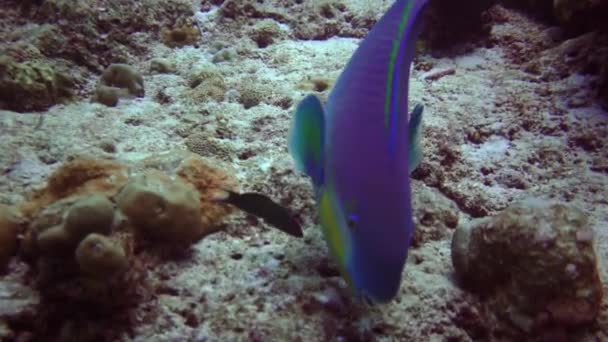 Underwater footage from maldives, scuba divers, fish, reefs and nature — Stock Video