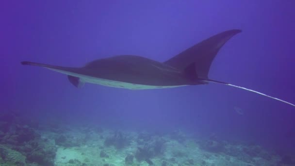 Imagens subaquáticas de maldivas, mergulhadores, peixes, recifes e natureza — Vídeo de Stock