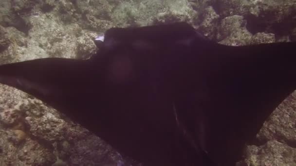 몰디브, 스쿠버 다이버, 어류, 산호초, 자연의 수중 장면 — 비디오