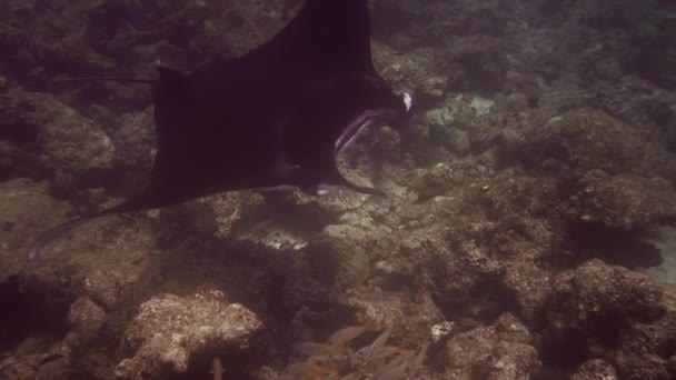 Imágenes submarinas de maldivas, buceadores, peces, arrecifes y naturaleza — Vídeos de Stock