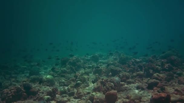 Imagens subaquáticas de maldivas, mergulhadores, peixes, recifes e natureza — Vídeo de Stock